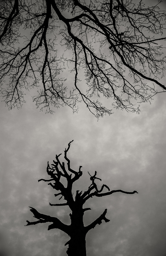 Dark Branches,  Bramshaw Wood,  New Forest 